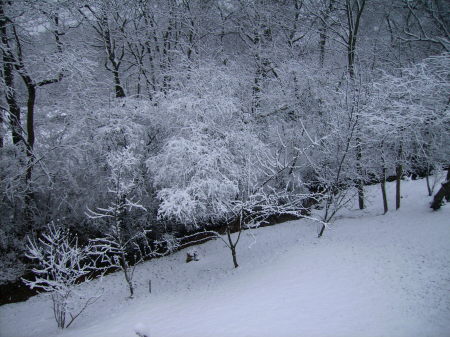 Our Back yard in one of our biggest Snowstorm