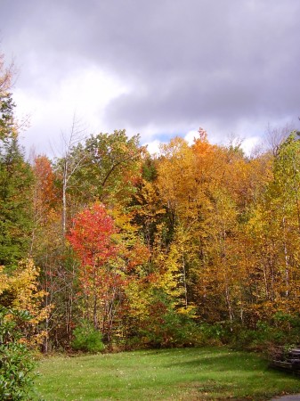 View across the backyard, October 2009