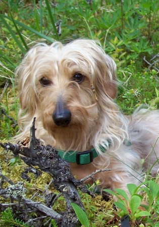 My youngest son, Gumbeaux, lying in the tundra