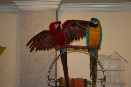 Two of my personal birds