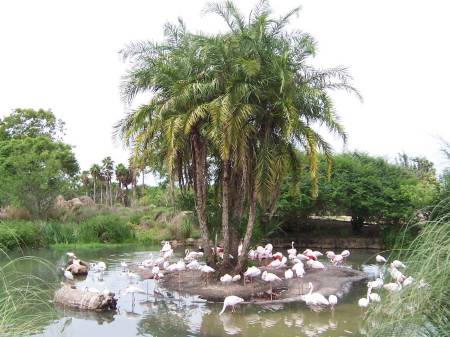 Animal Kingdom