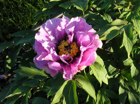 tree peony