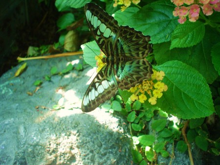 Discovery Kingdom Butterfly Exhibit