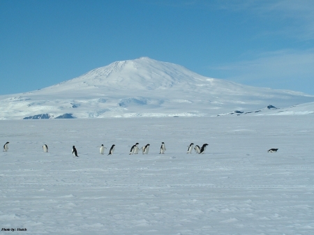 Erebus Penguins