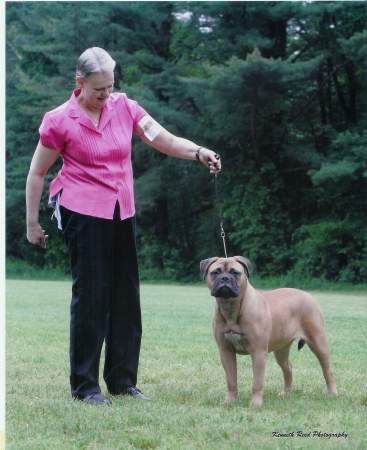 My girl bullmastiff,"Ruby",  at 6 months