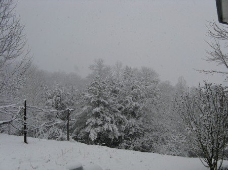 Pine Trees in the Snow