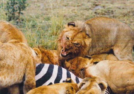 Lions in the Masaii Mara-Kenya