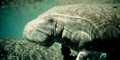 Swim with the manatees