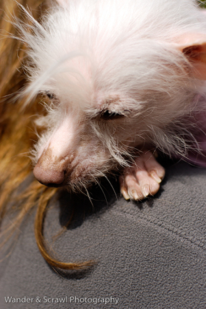 Esmeralda the Chinese Crested I rescued