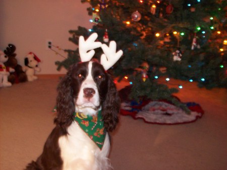 our dog Max's Christmas 2008
