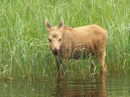 2009 Isle Royale moose calf
