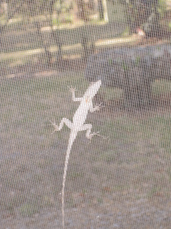 Lizard on our screen.