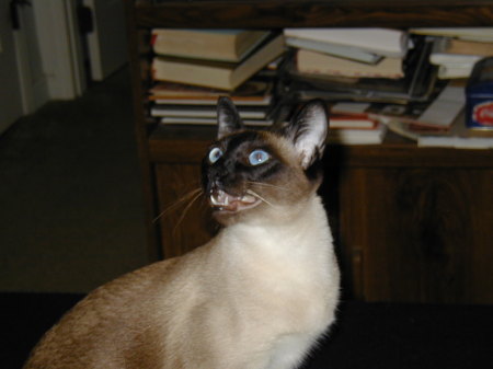 Bell, our siamese