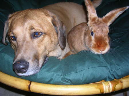 My dog, Tobster, and Rabbit, Bello.