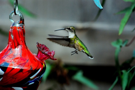 Hummer Up Close