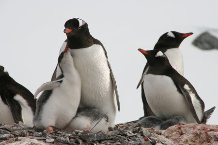 Gentoo Penguins and their chicks