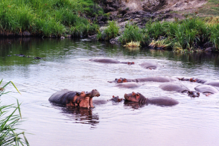 Hippos (Ngorongoro Crater, Tanzania)