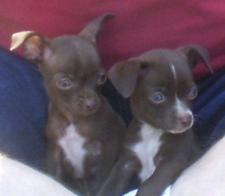 Hershey  and  Coco        7-6-09