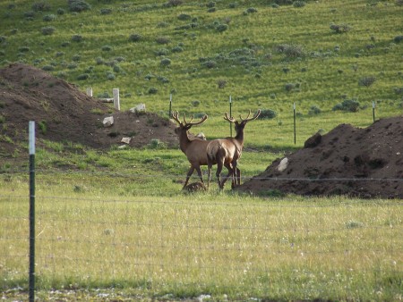 Nice looking Elk!