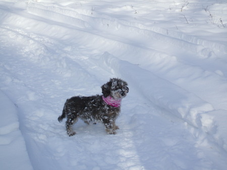 Gertie the snow dog