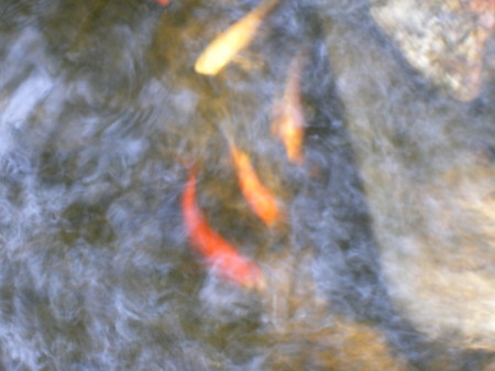 Cool looking pic of some of Koi fish