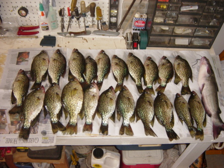 White perch and bass...