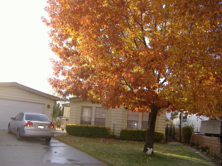 our red oak tree