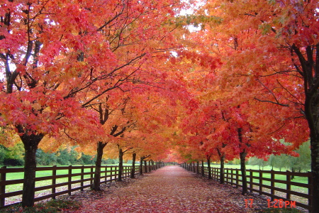 Autumn driveway