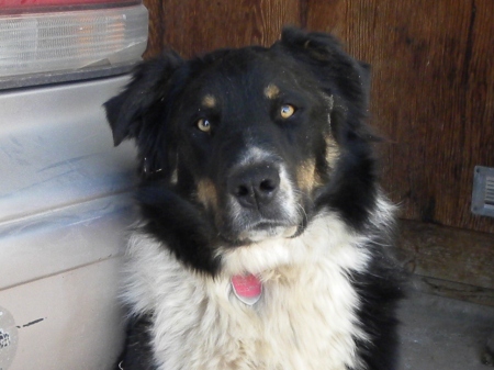 Boy the Farm Dog