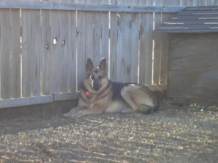 Lady--my german shephard