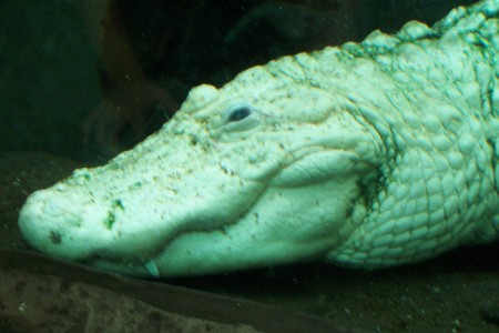 Albino Alligator from New Orleans Aquarium