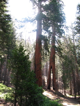 Giant Sequoias