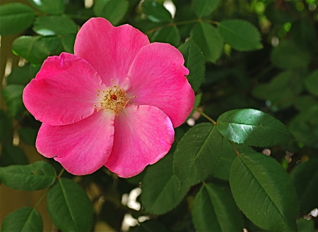 Pink Bush rose