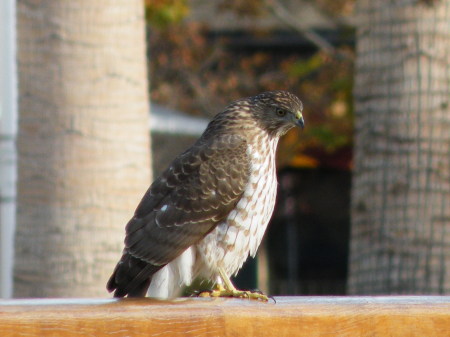 A raptor in Jack London Square, Oakland