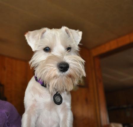 Digby , my new Mini Schnauzer