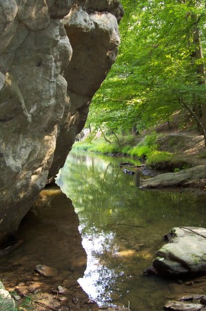 Nature shot off forest trail