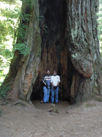 Redwoods