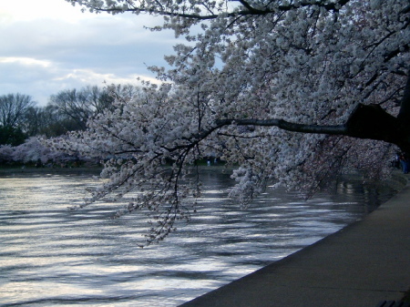 Blossoms by the tidal pool