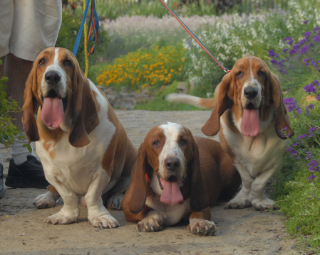 Clyde, Dudley, and Bonnie