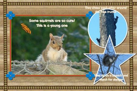 The Gray Squirrels