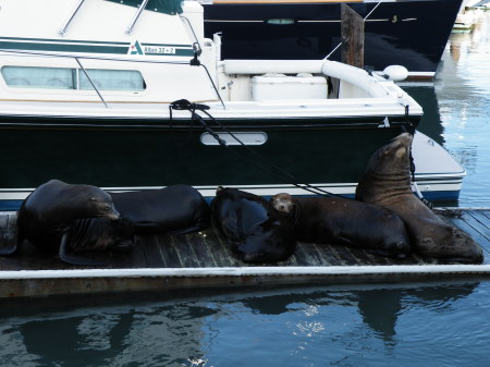 Sea Lions at Fisherman's Wharf