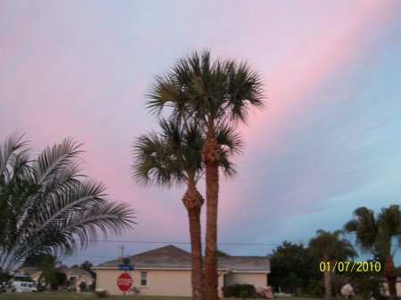 My palm trees