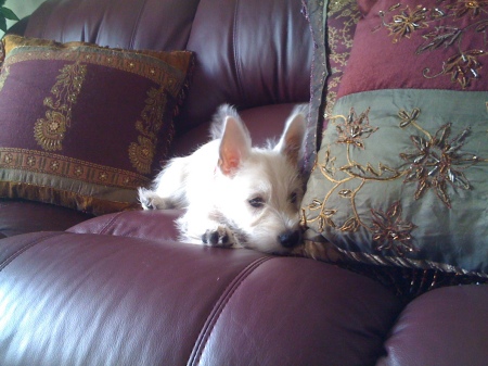 Ruler of the Couch