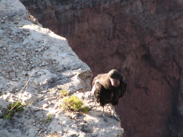 The Endangered Condor