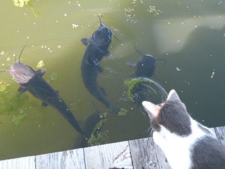 Our kitten checking out whats in our pond