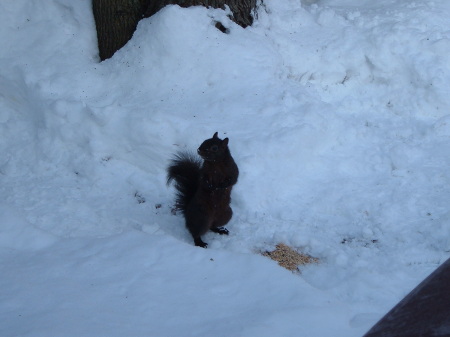 My Buddy "Blackie" the squirrel