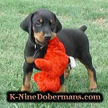 Doberman puppy