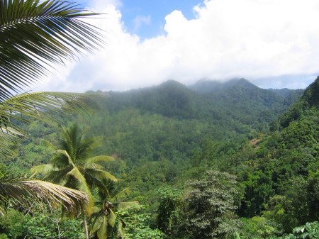 The beautiful Rain forest St Lucia WI 2009