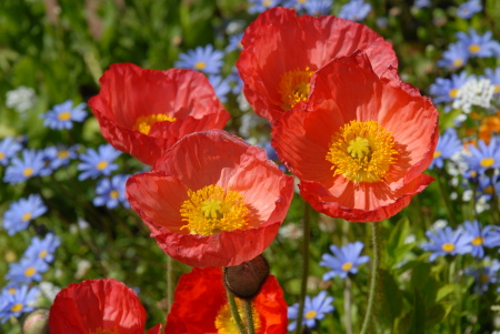 Spring flowers