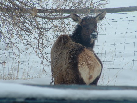 cow elk